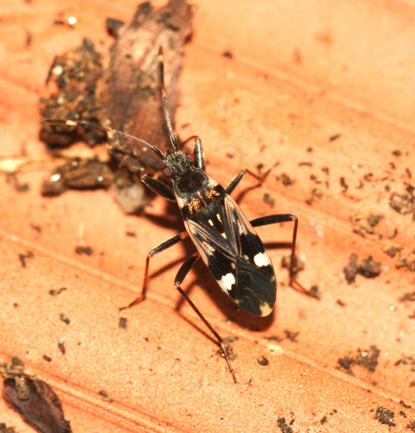 Lygaeidae e Pyrrhocoridae coinquilini.